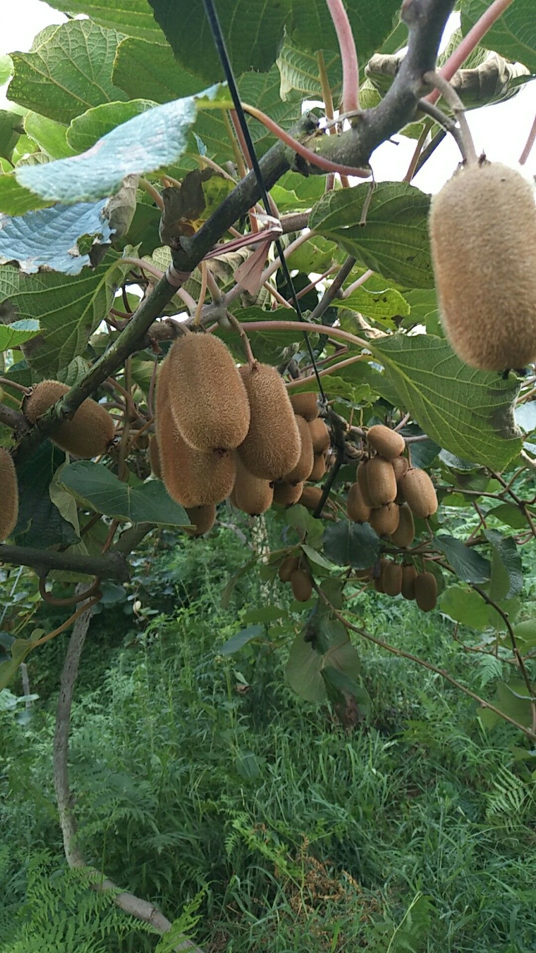  绿心猕猴桃上市了，欢迎各位老板订购