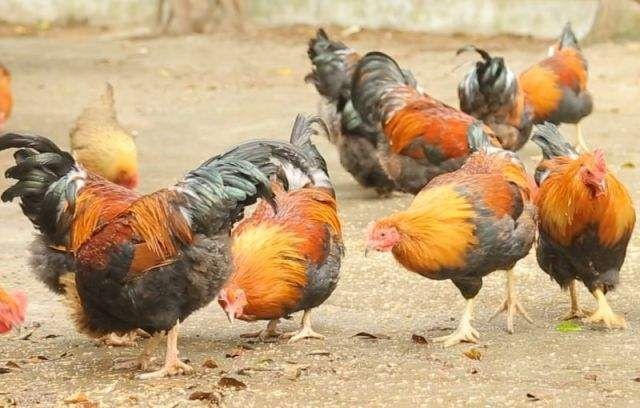 昆明 清远麻鸡苗 正规孵化场 品质保证
