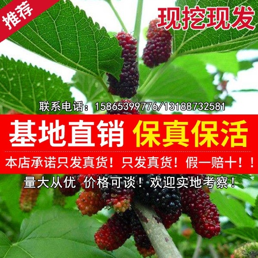 平邑县四季大果桑苗 桑葚大果桑苗，包质量，包品种，包存活率 带原土球发货