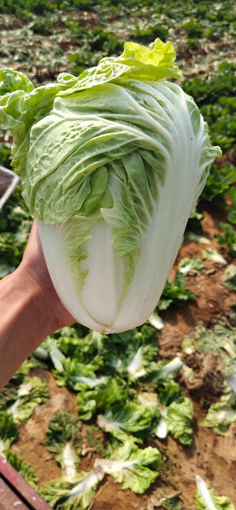 黄心大白菜  夏阳白菜，抗热王白菜，山东肥城大量供应，山东大白菜