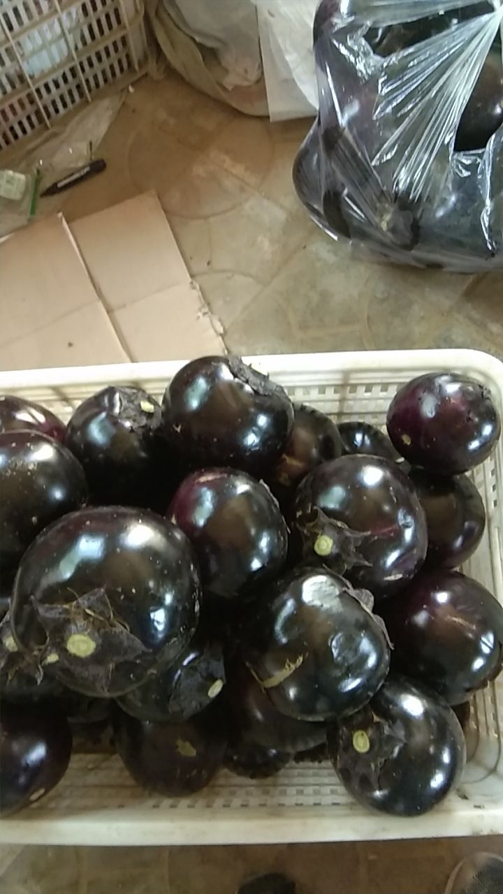 黑圆茄 混装通货 圆茄