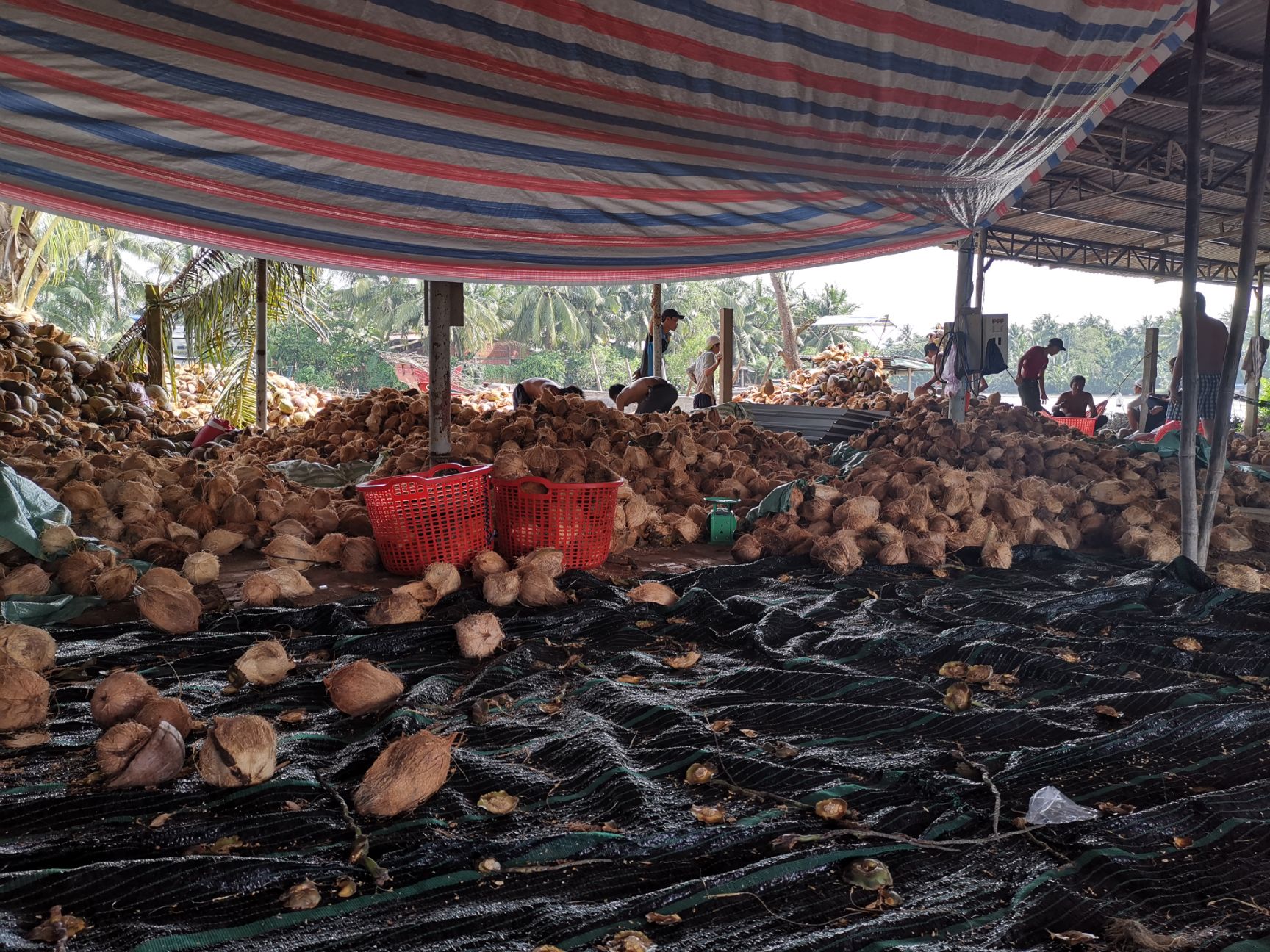  越南产地供应毛椰