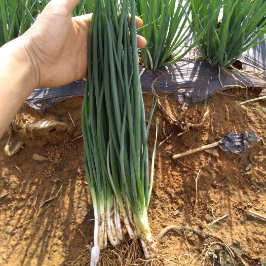 石屏县小香葱