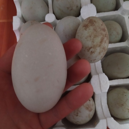 微山县 双黄蛋土鸭蛋青皮麻鸭蛋