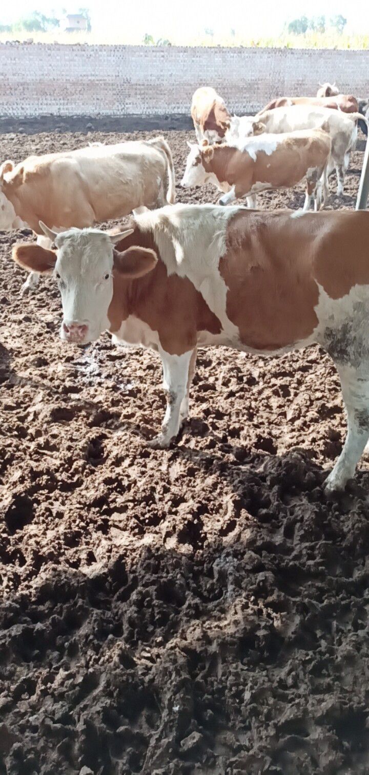  肉牛，牛苗，小牛急售纯改良3-4代牛犊防疫到位送牛到家