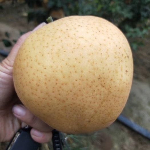 郓城县晚秋黄梨 香白脆甜