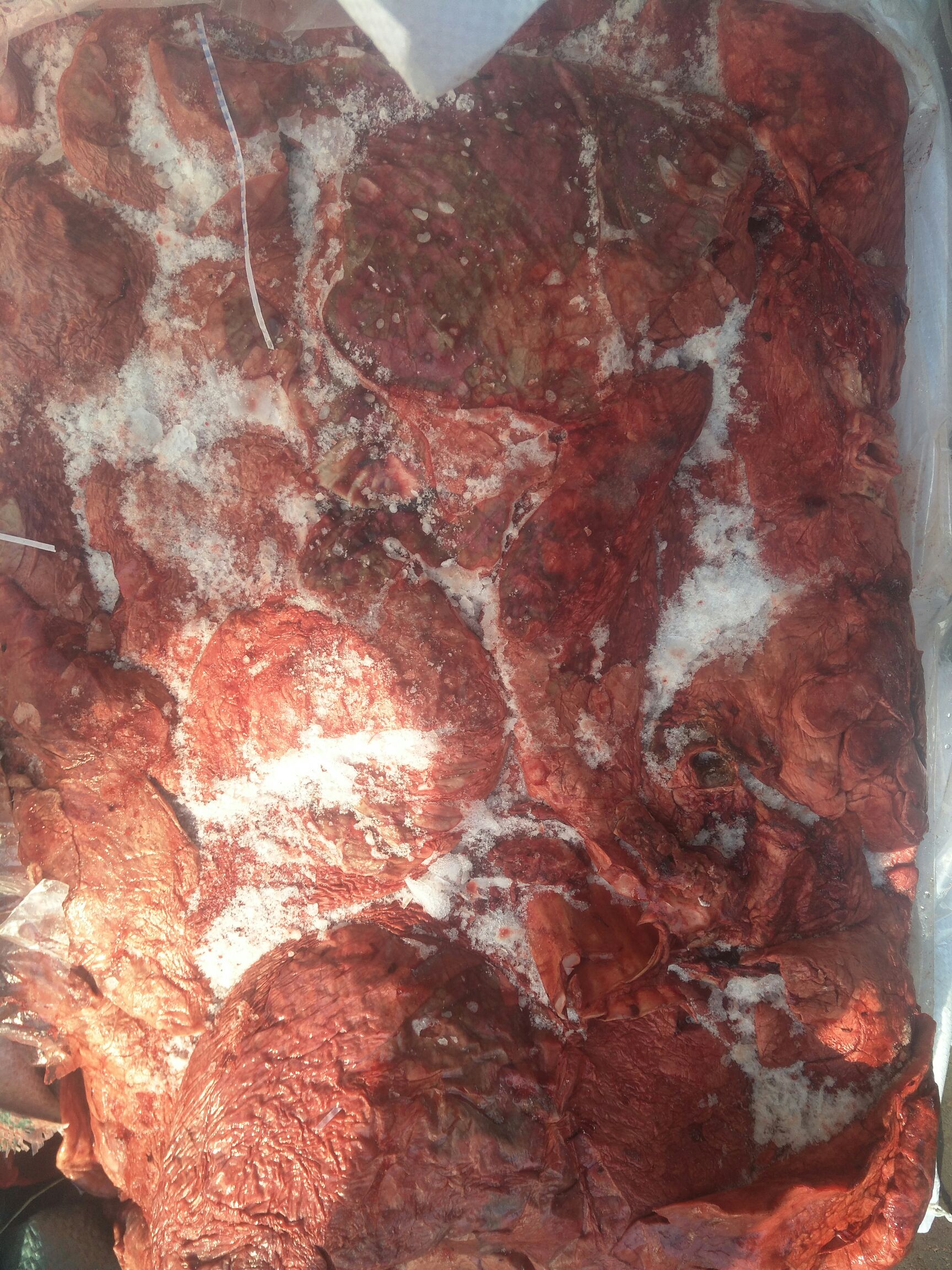 纯干牛肺，加工厂，吨位出