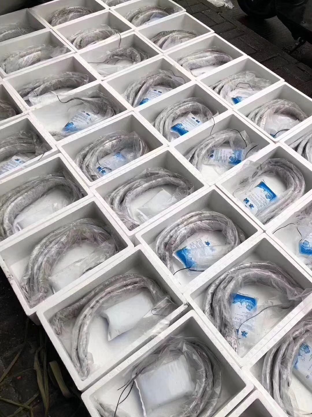 舟山雷达网带鱼最好吃的舟山带鱼最好的带鱼