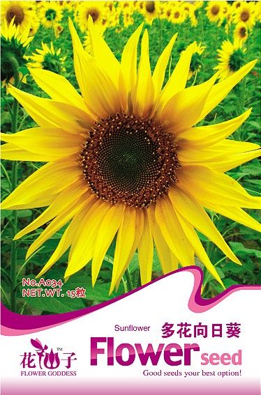 向日葵种子 厂家原装小彩包各类向日葵种籽观赏食用盆栽四季开花室内外易活