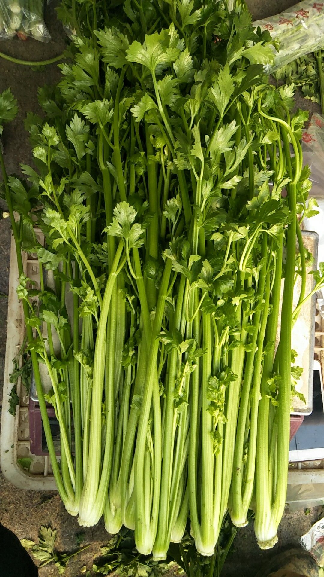  章丘鲍芹，合作社种植，酒店商超专用