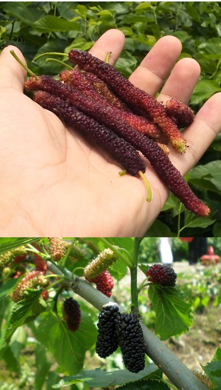  桑葚长果桑苗，包质量，包品种，包存活率 死亡苗补发