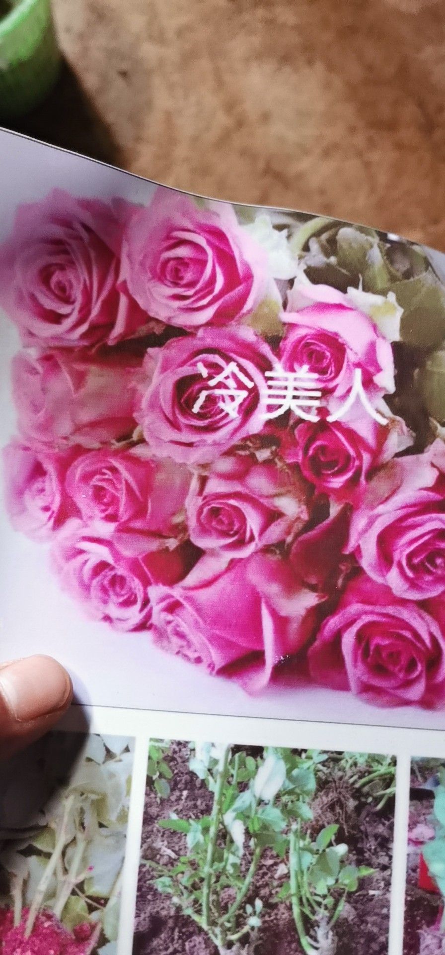  玫瑰苗 月季苗  大花月季  多头月季