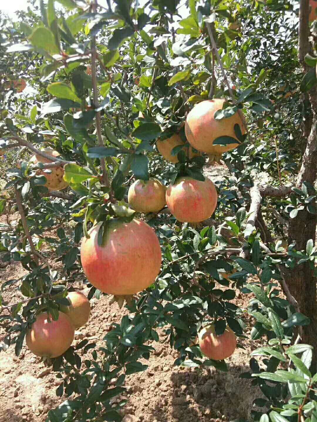  正宗河阴软籽石榴