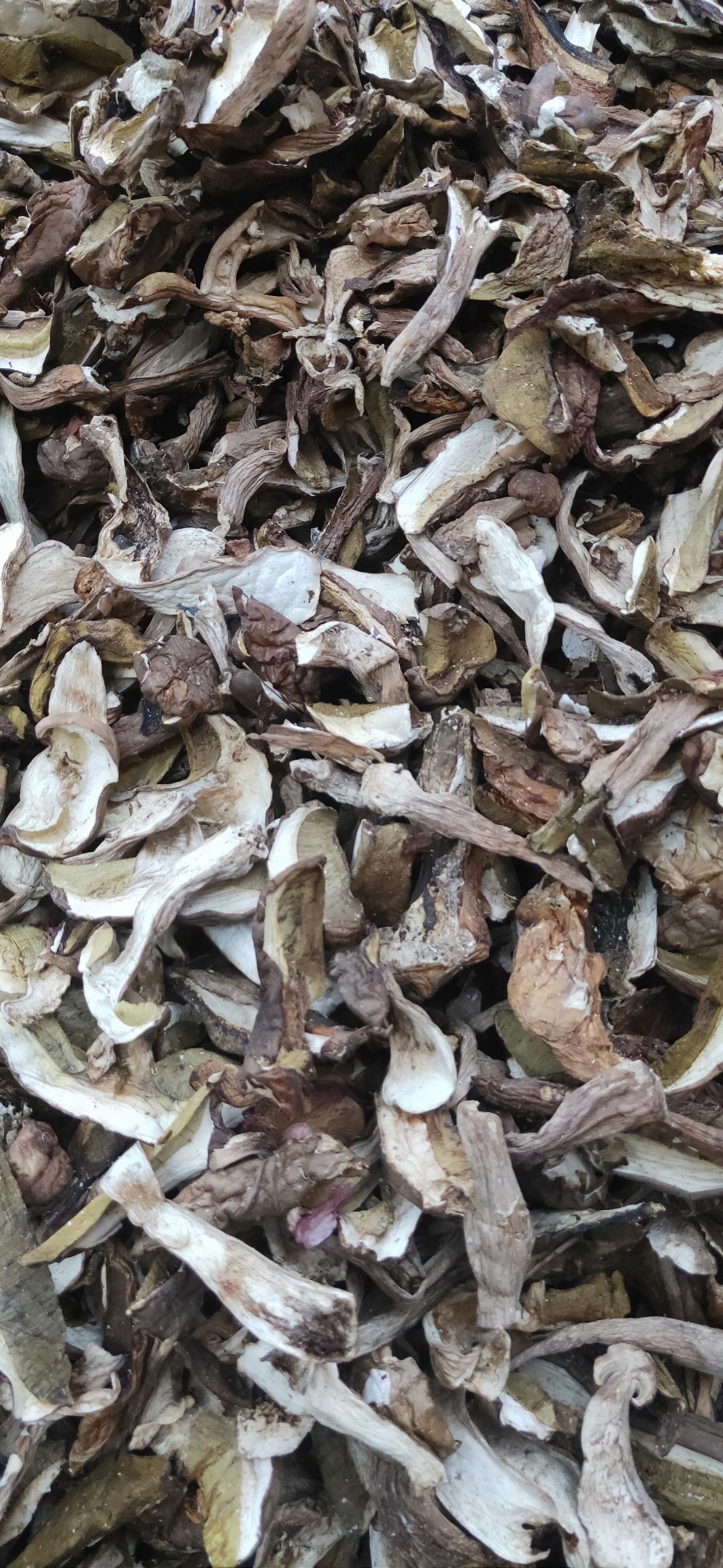 美味牛肝菌、白牛肝（羊肝菌）