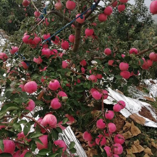 寒富苹果  辽南地区各种苹果已大量上市，欢迎各地采购商前来采购。