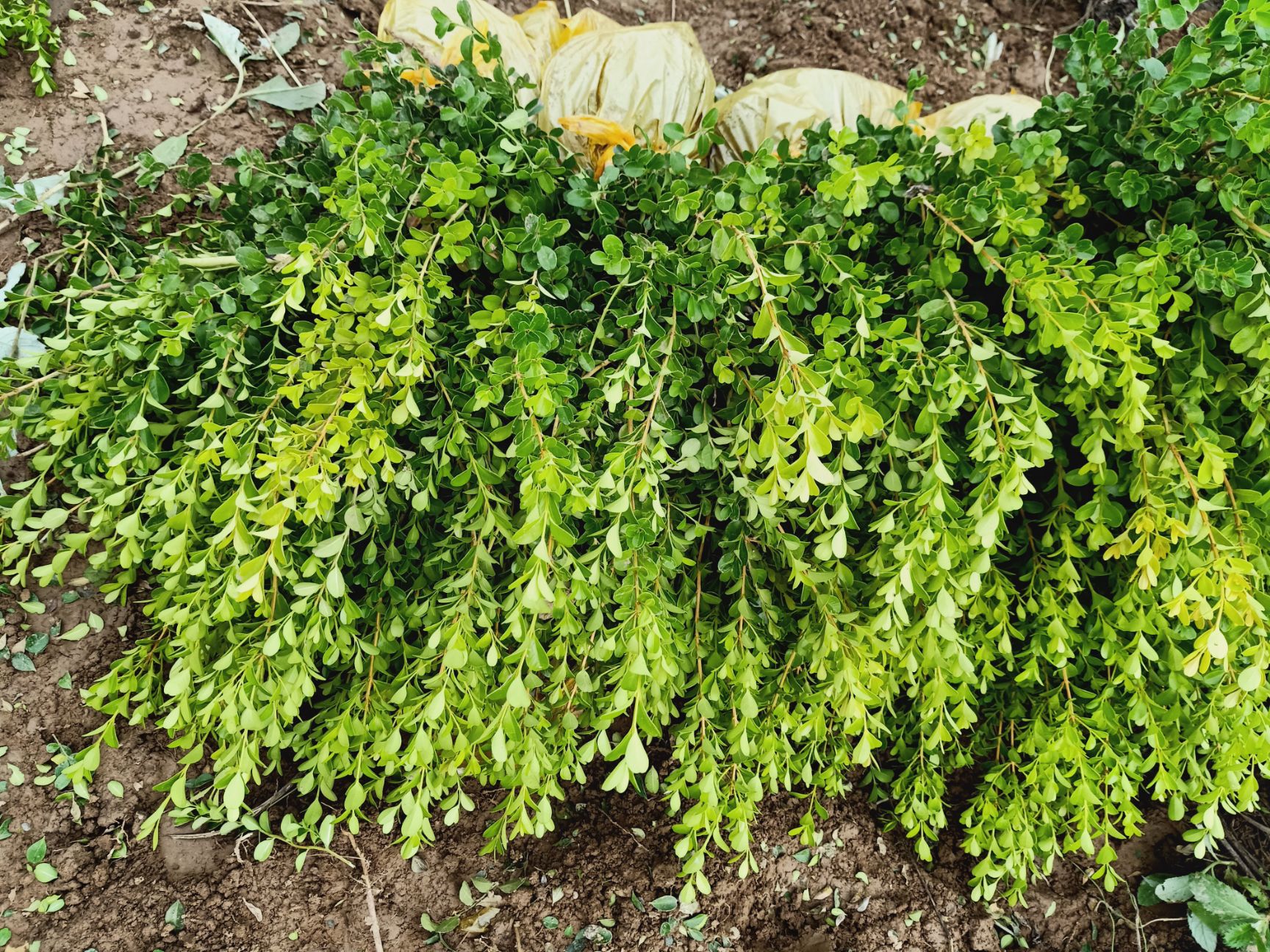 小叶黄杨  自家百亩产地，货源广，价格优惠。