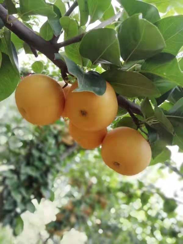 晚秋黄梨大量上市中 招全国各地收购商