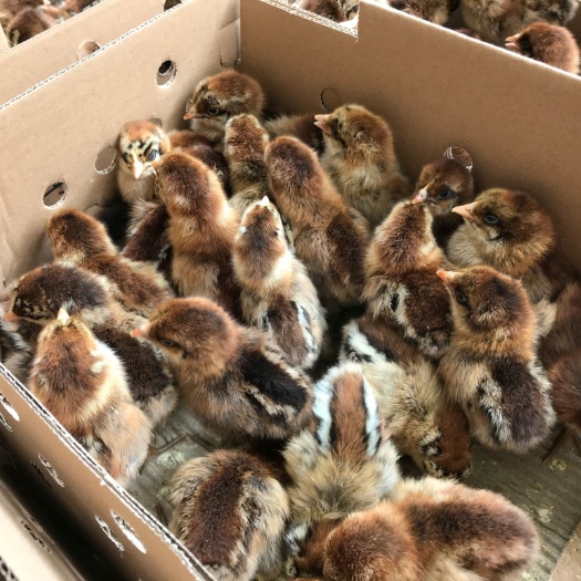 昆明乌骨鸡苗 土乌骨苗  品质保证  成活率高