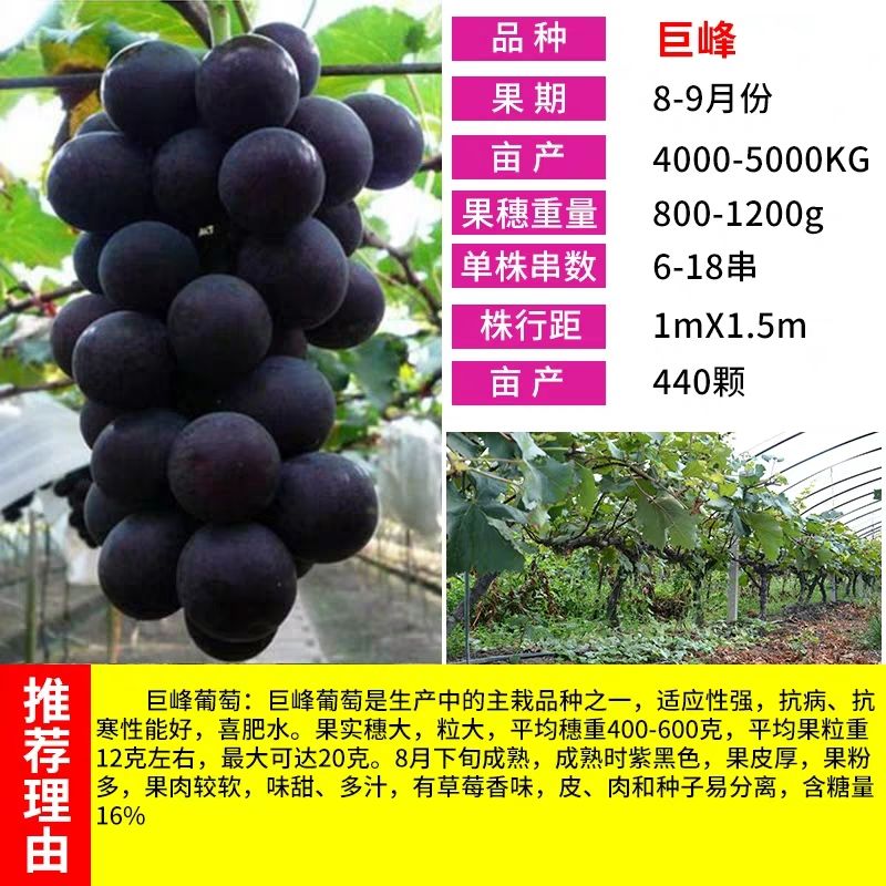  巨峰葡萄苗大苗果树果苗爬藤北南方种植品种葡萄树苖葡萄当年结