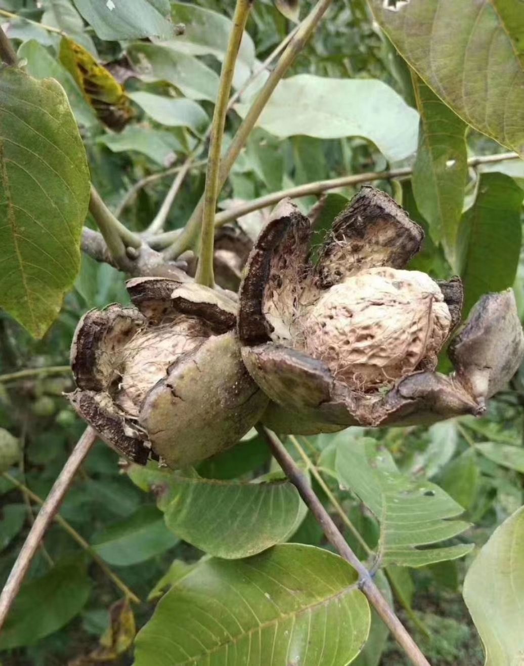  今年的古树核桃！