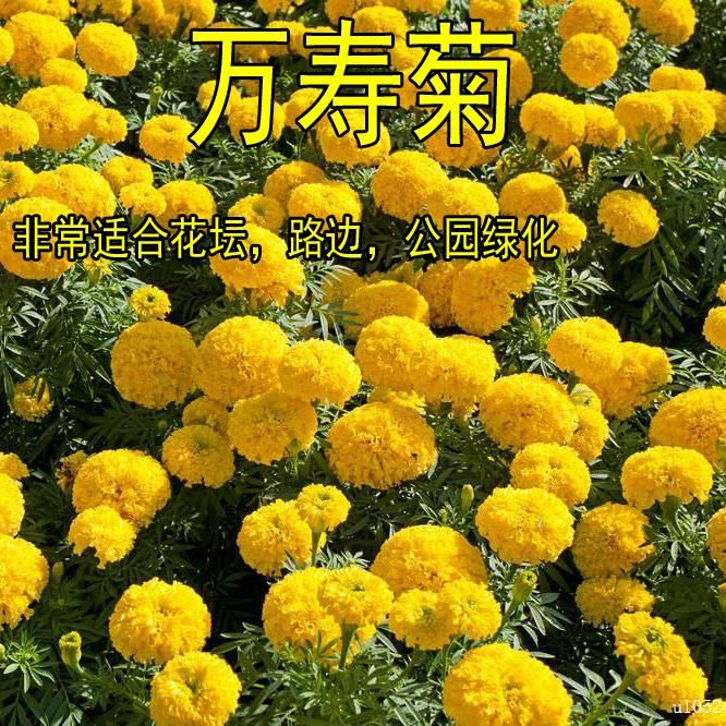 万寿菊种子 万寿菊花种籽子春季种庭院室外花坛景观花种子四季种