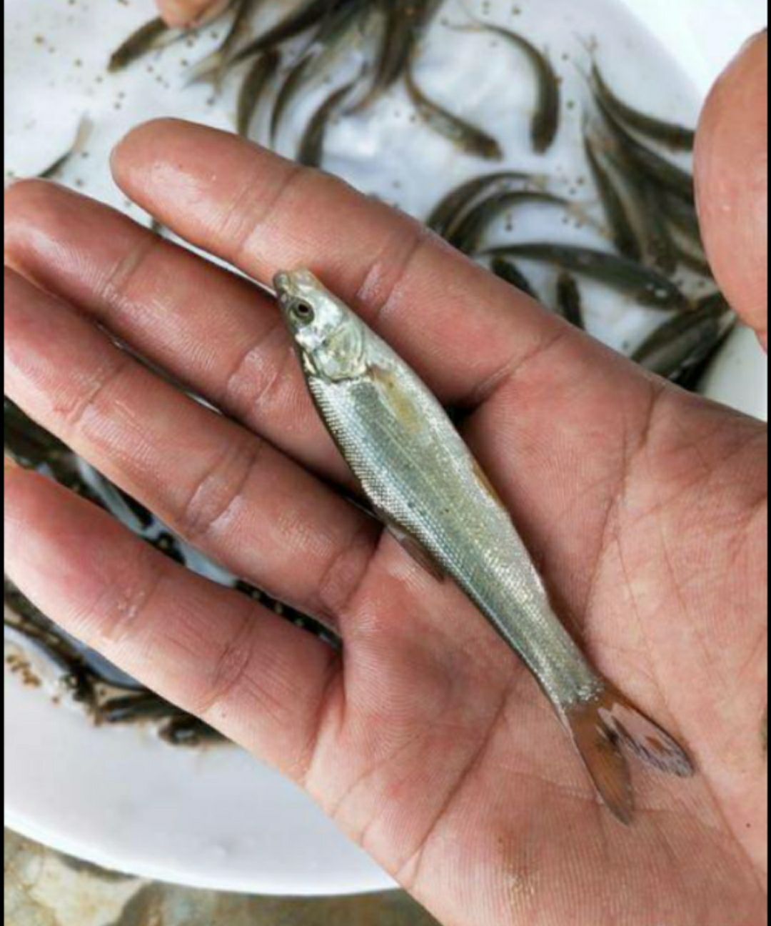 淡水银鳕鱼 银鳕鱼 大鲮鲃鱼塘垂钓 保证成活率