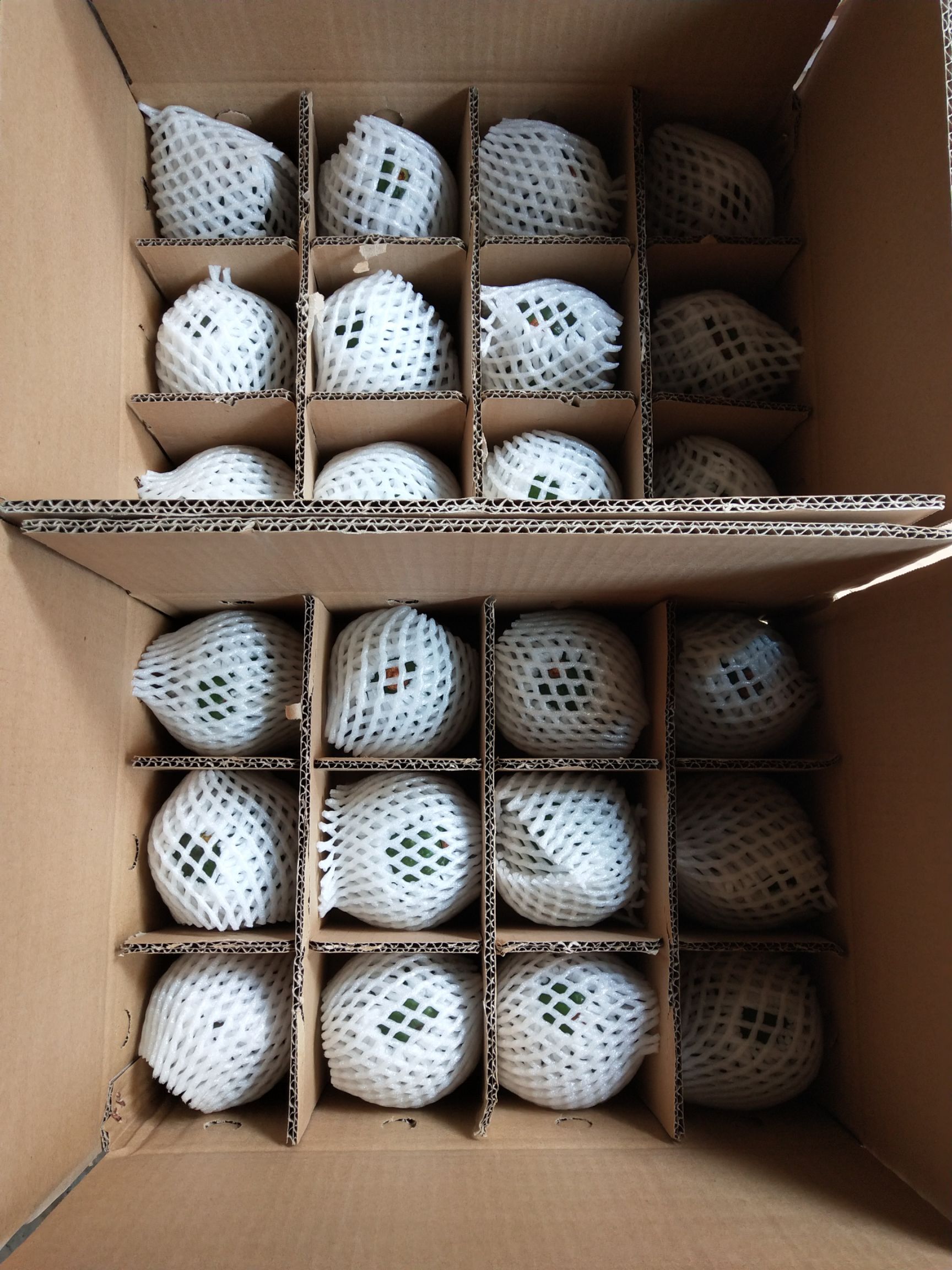  缅甸巨无霸牛油果，种植，无污染，营养价值很高。