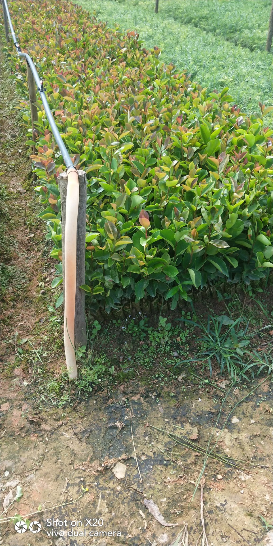 杉木树苗 杉木苗，油茶苗，1512689湿地松树苗，青花椒苗
