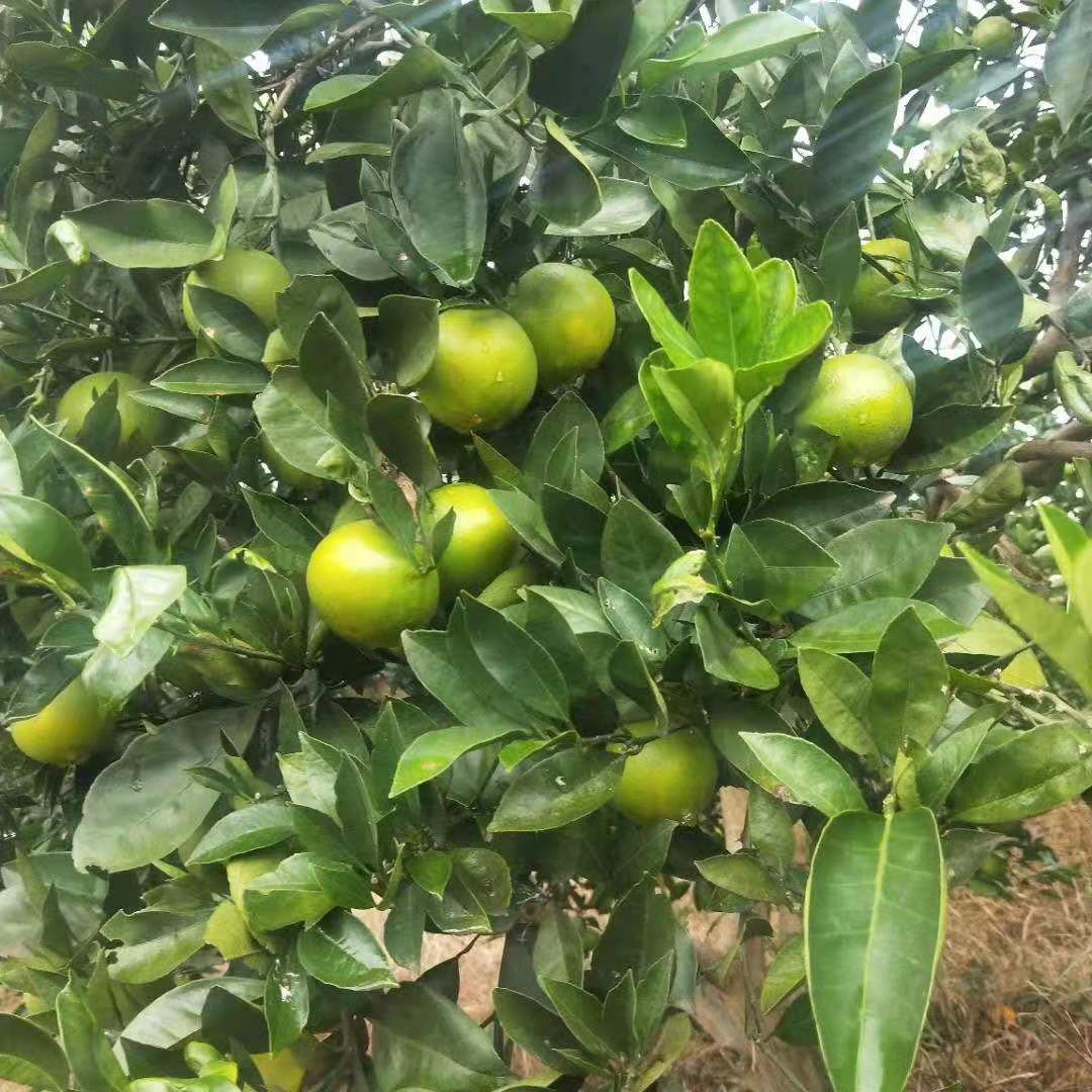 冰糖橙 一次合作终身受益