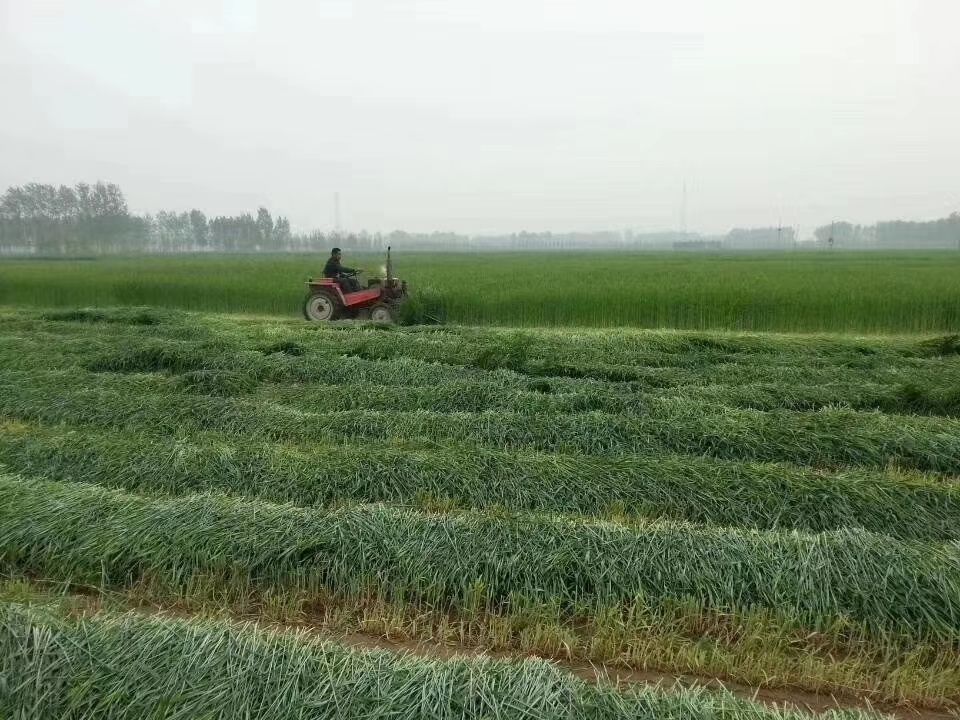 冬牧草种子 冬牧70黑麦草种子 耐严寒宽叶大颗粒牧草籽猪牛羊兔鸡鸭鹅鱼包