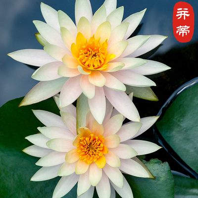  碗莲种子水培植物花种子四季开花室内水养盆栽水生荷花睡莲花种