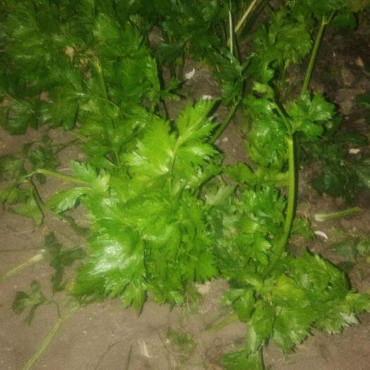洮南市 大葉香菜無污染，口感好