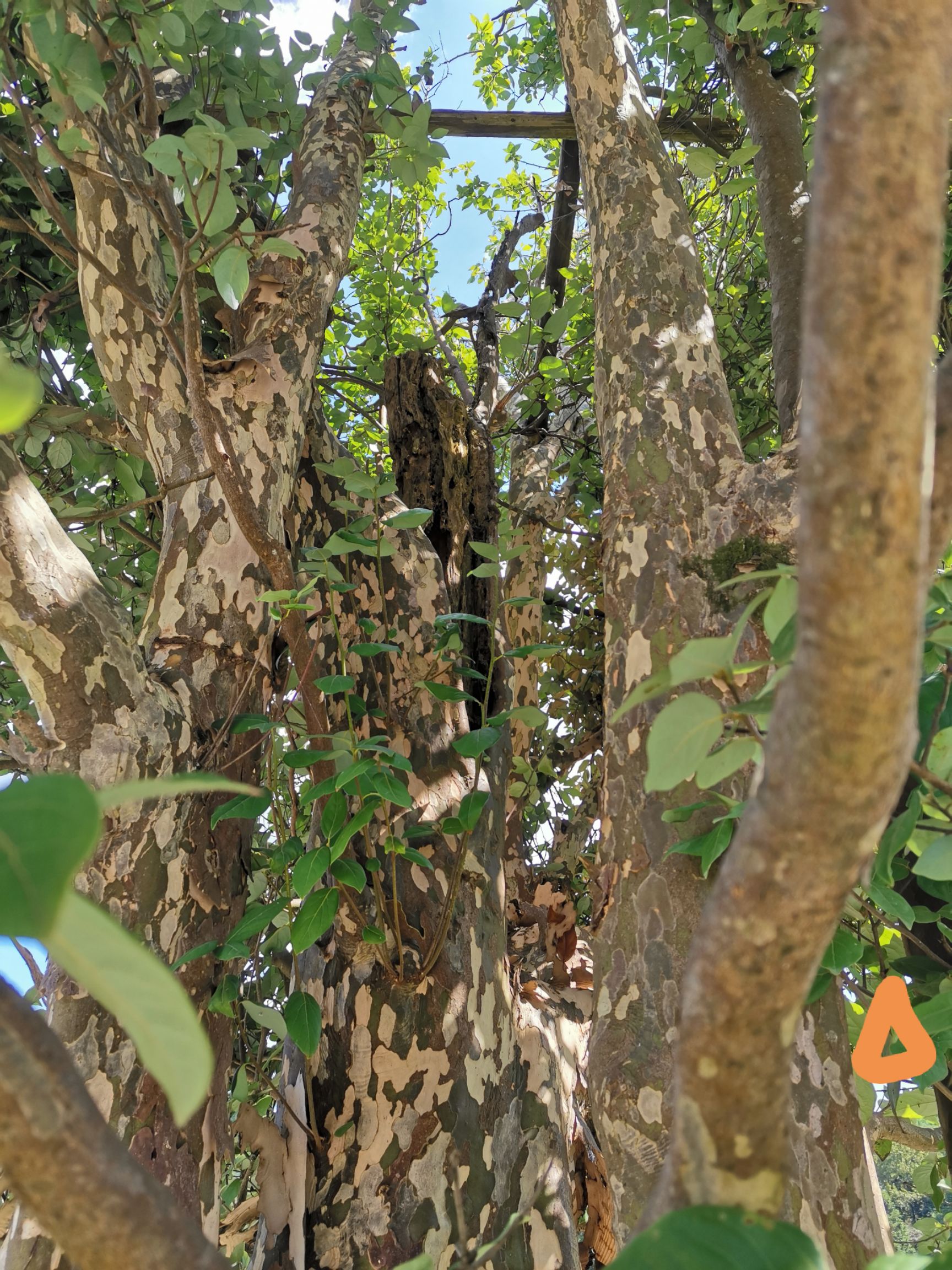 白茶树苗 大茶树