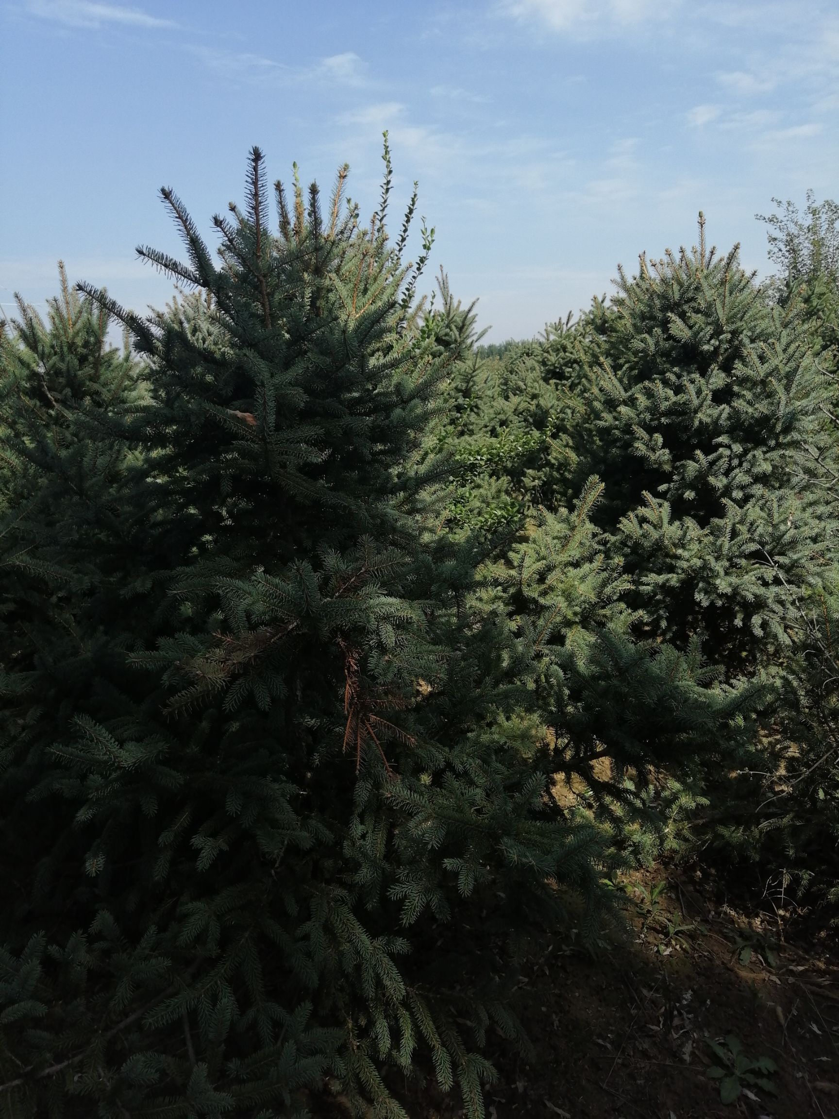 云杉基地大量现货树型美质量好成长旺盛无病虫害欢迎