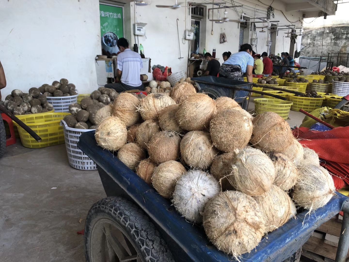  大量椰子批发价钱便宜的欢迎来采购