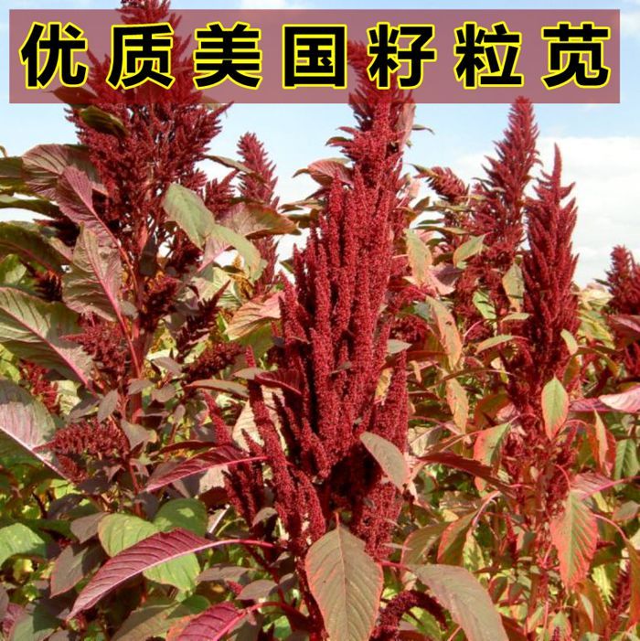 籽粒苋种子 高蛋白营养丰富优质牧草种子 高产美国籽粒苋草籽 尾穗苋牧草种