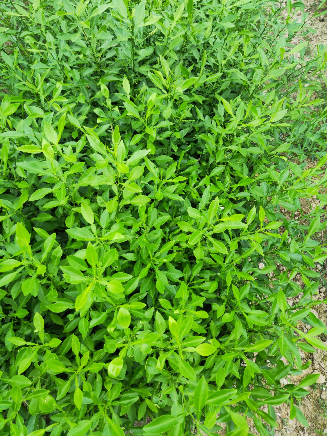 软枝香橙苗 软枝香橙抗病抗酸碱嫁接杂交柑理想的选择