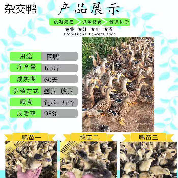  大种杂交鸭苗  鸭苗