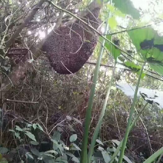儋州市野蜂蜜  蜂蜜