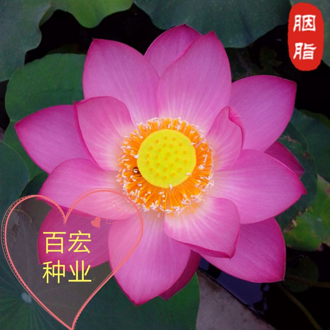  碗莲种子水培植物花种子四季开花室内水养盆栽水生荷花睡莲花种