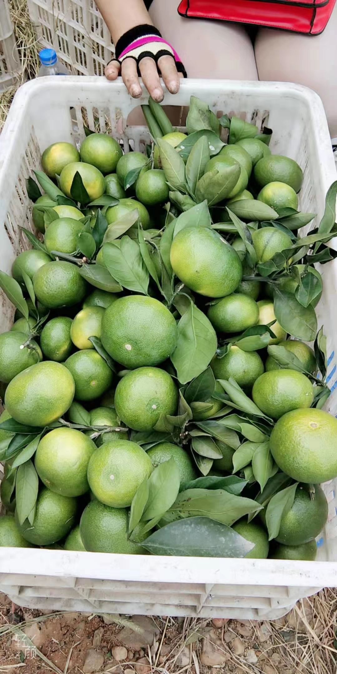 特早蜜桔 湖北宜昌特早蜜橘大量上市