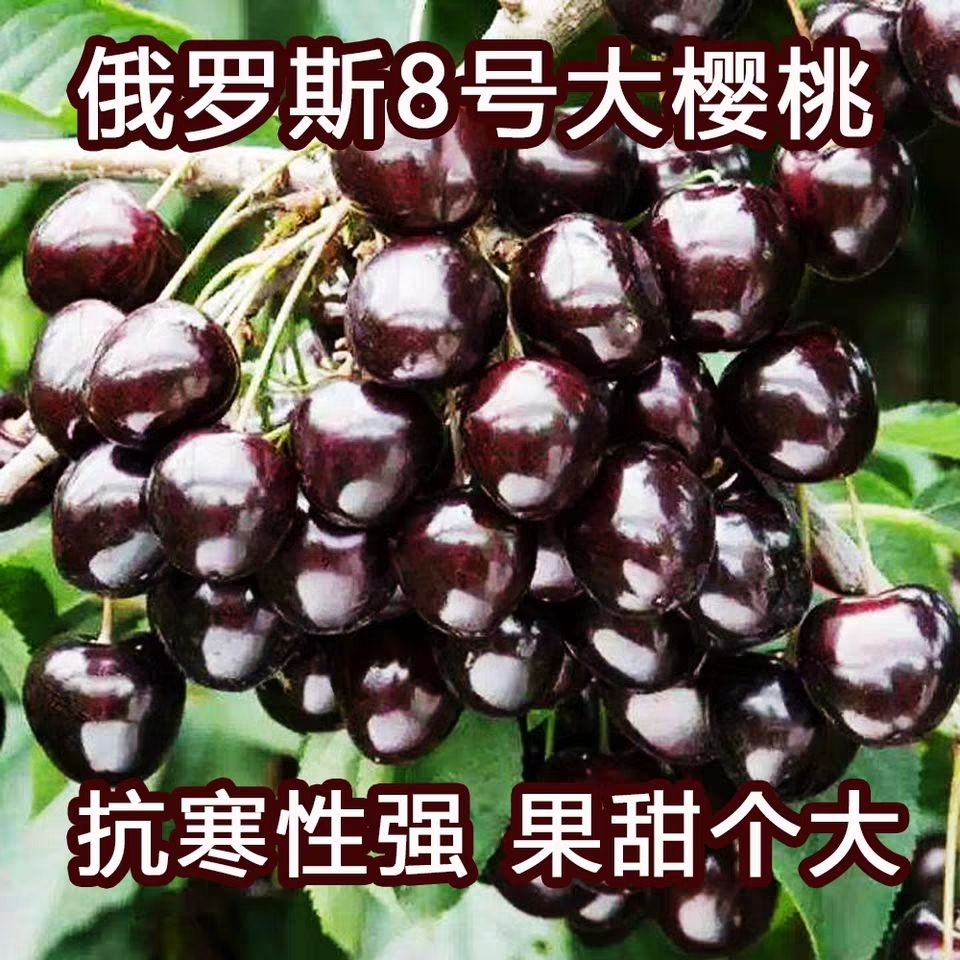  俄罗斯8号樱桃苗，耐寒，含糖量高，爽口好吃，产量高，二年苗