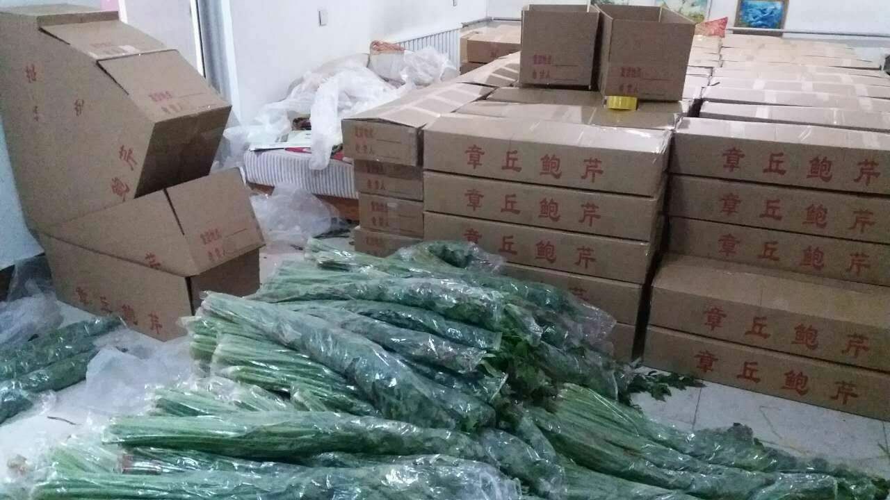  章丘鲍芹，合作社种植，酒店商超专用