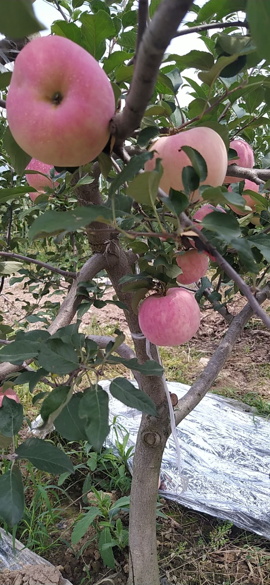 红富士苹果 陕西省宝鸡市陈仓区 纸+膜袋