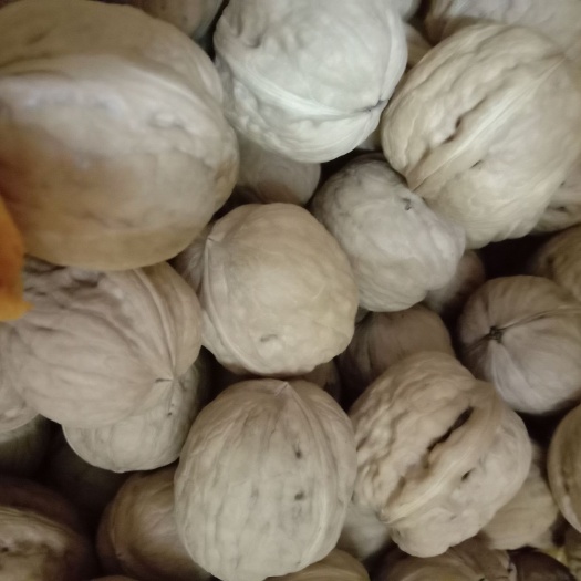 邢台 起批，精品核桃商品果