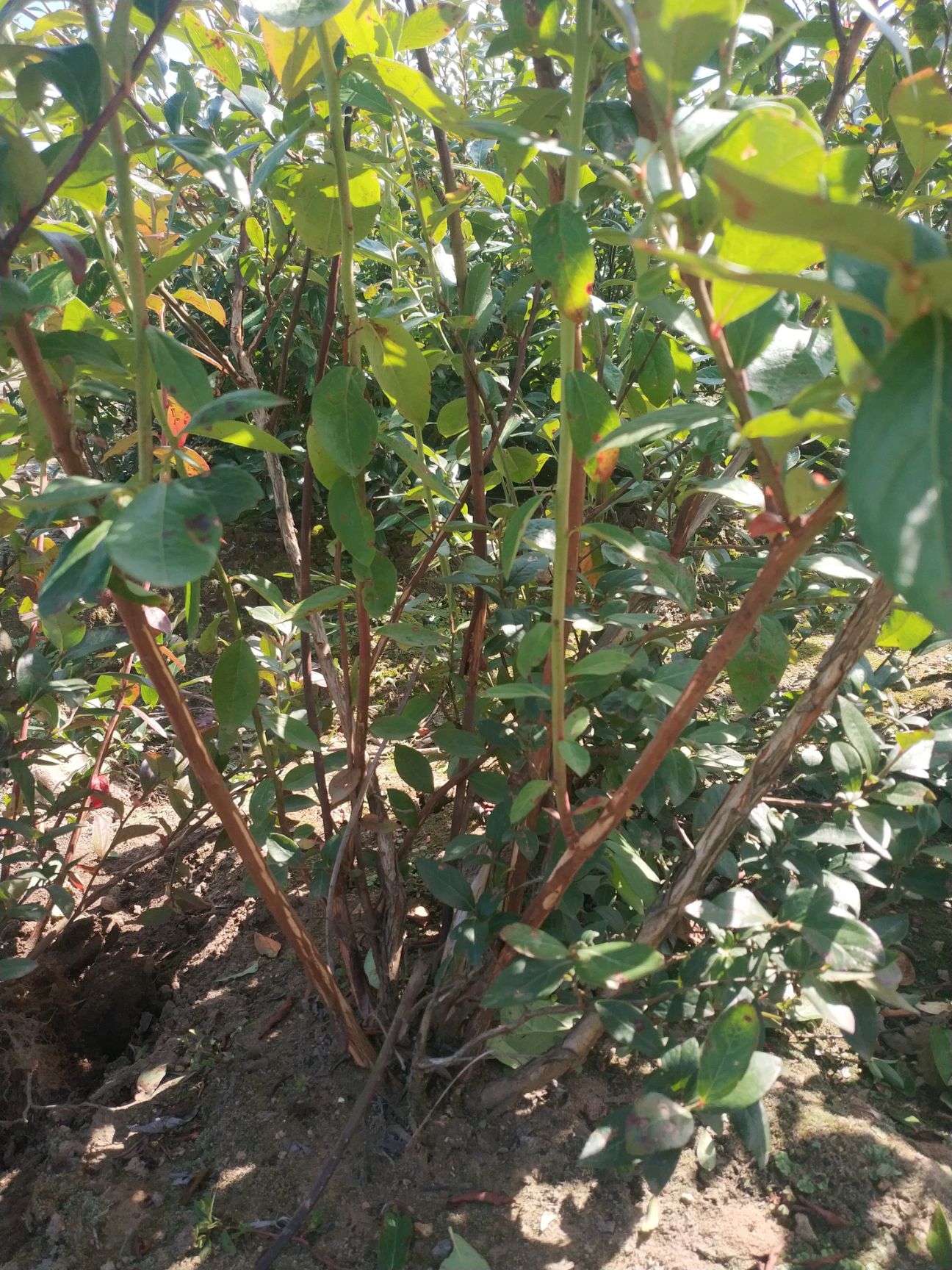 蓝莓苗  出售占地蓝莓大树