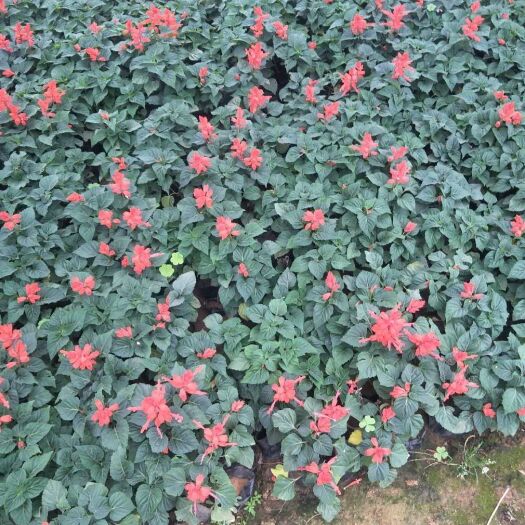 泰安草花