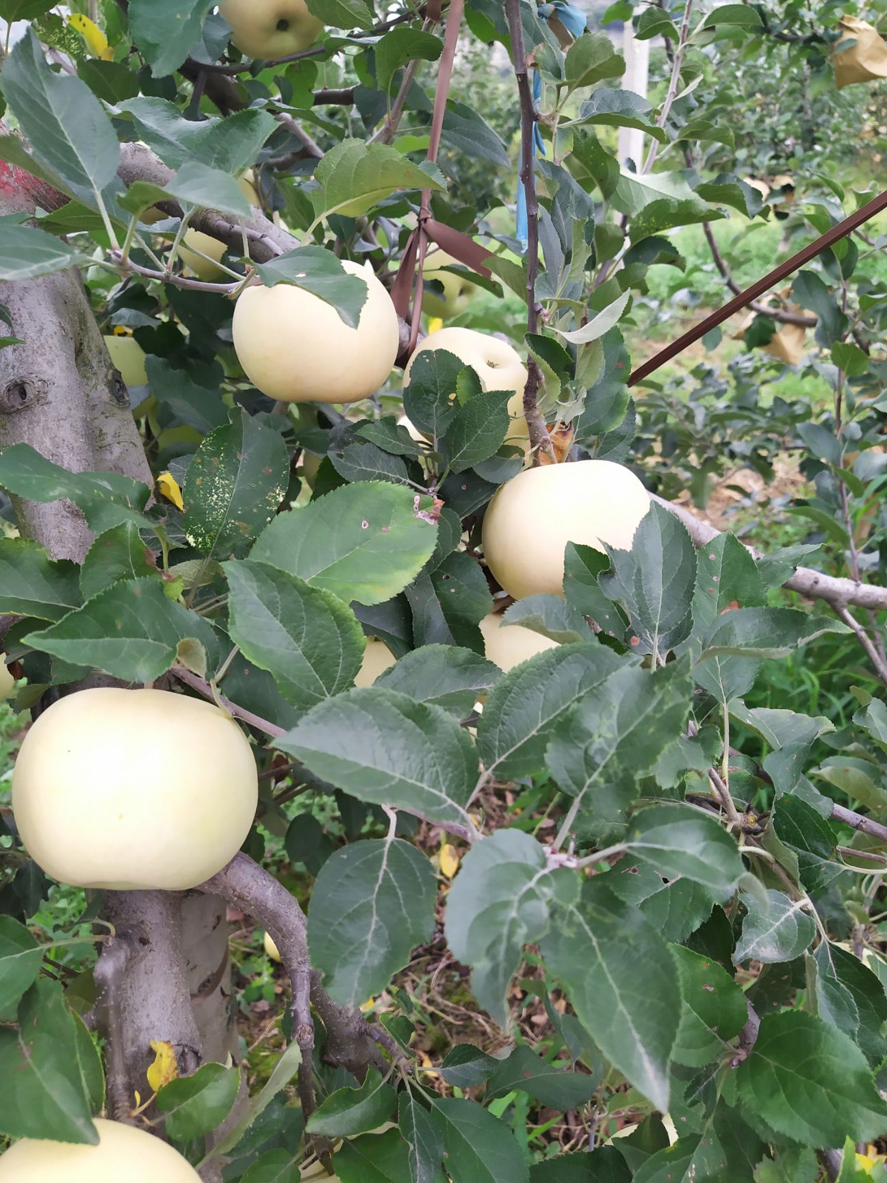 红富士苹果 陕西省宝鸡市陈仓区 纸+膜袋