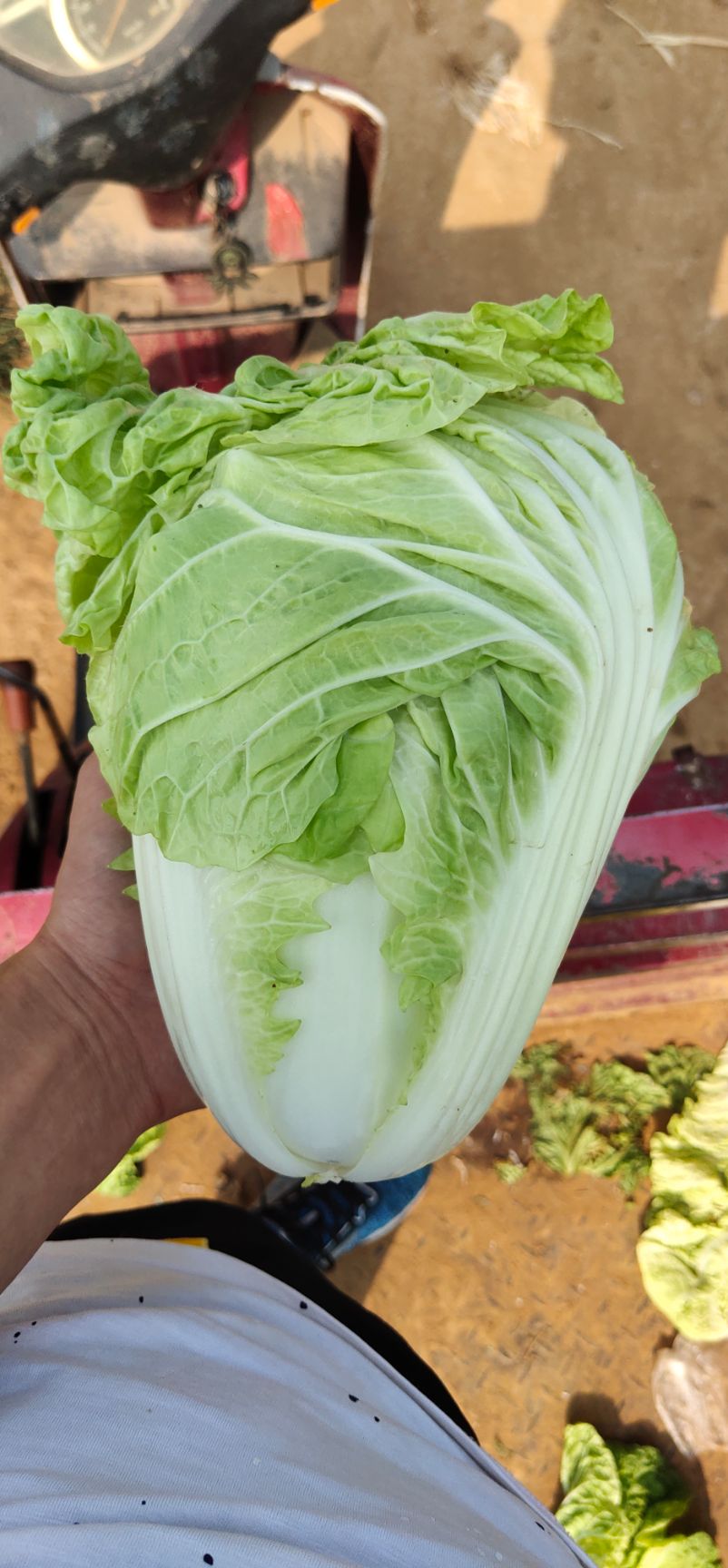 黄心大白菜  夏阳白菜，抗热王白菜，山东肥城大量供应，山东大白菜