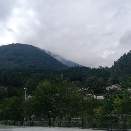 金阳县 花椒籽